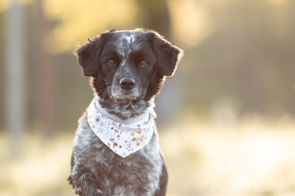 Hundehalstuch Four Seasons – Bild 2