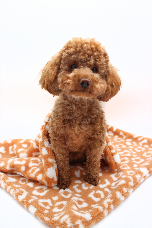 Hundedecke Leo – Bild 2
