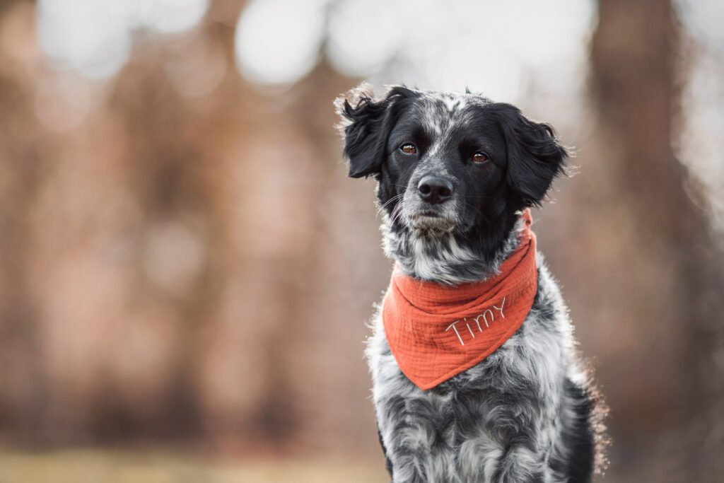 Hundehalstuch mit Namen