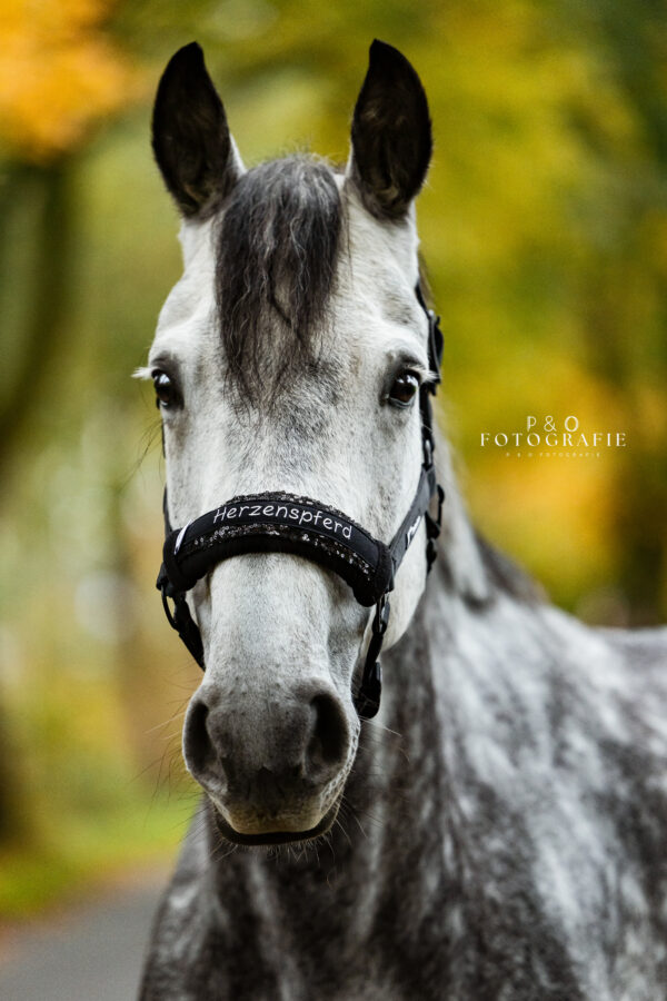 Noseband Mayfare Schwarz – Bild 2